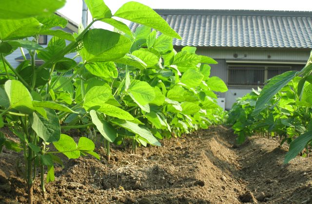 根張りへのこだわり